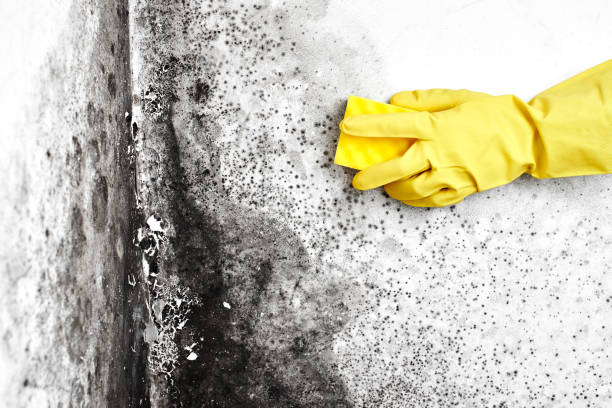 Crawl Space Mold Removal in Worthington Hills, KY