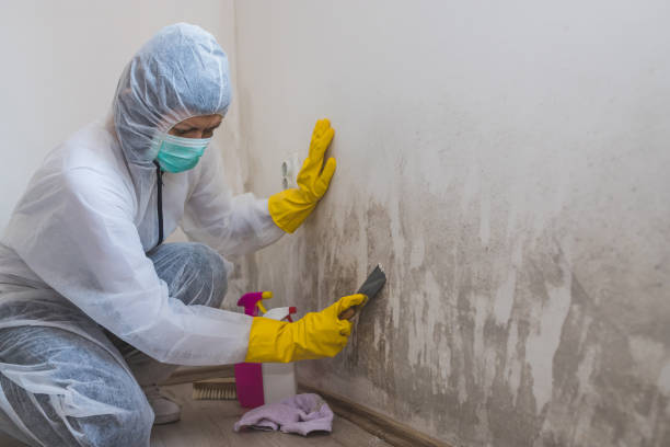 Best Mold Removal and Inspection  in Worthington Hills, KY
