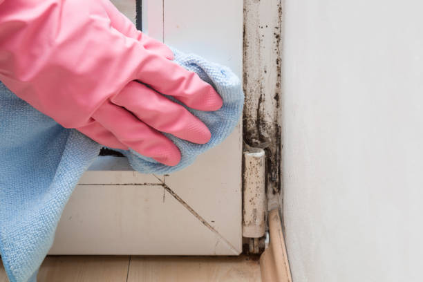Best Mold Damage Repair  in Worthington Hills, KY