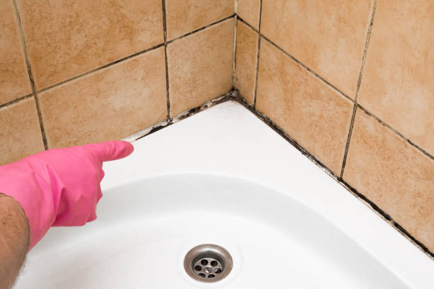 Best Certified Mold Removal  in Worthington Hills, KY