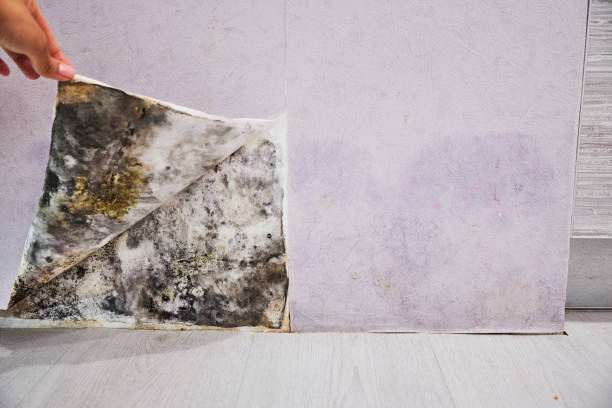 Best Mold Removal Company Near Me  in Worthington Hills, KY
